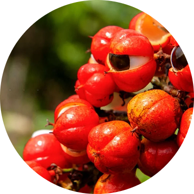 Close-up of red berries with a blurred green background