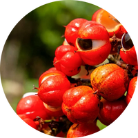 Close-up of red berries with a blurred green background
