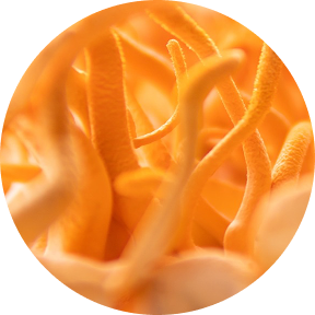 Close-up of orange textured surface with intricate patterns